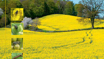 Rzepak siedlisko szkodników i owadów pożytecznych 