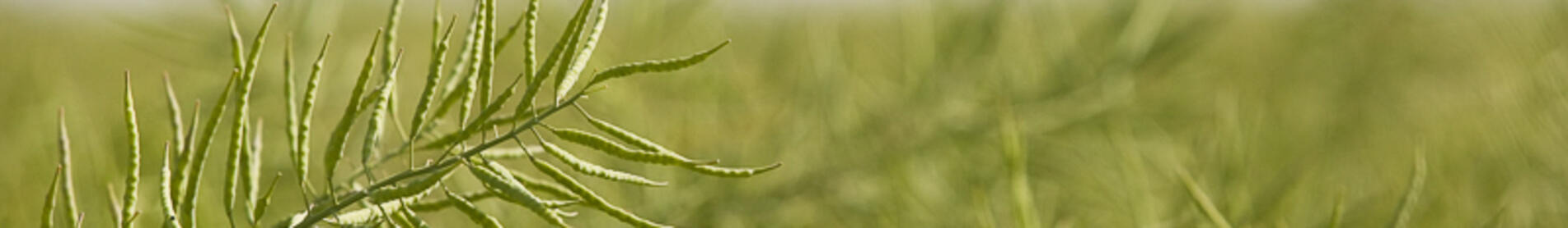 CREATE F1 - …PRZYSZŁOŚĆ W WALCE Z KIŁĄ KAPUSTY