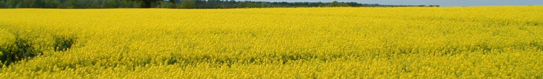 JUREK F1 - ... DOBRY WYBÓR DLA TWOJEGO GOSPODARSTWA