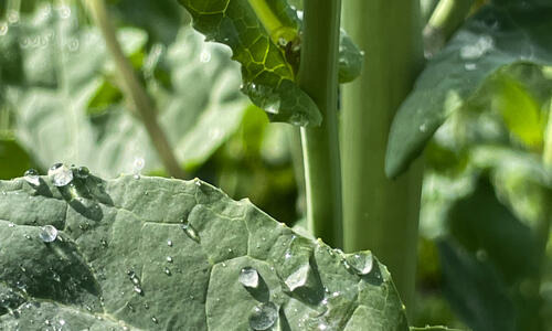 MIRACULIX CL - ...kamień milowy w segmencie clearfield