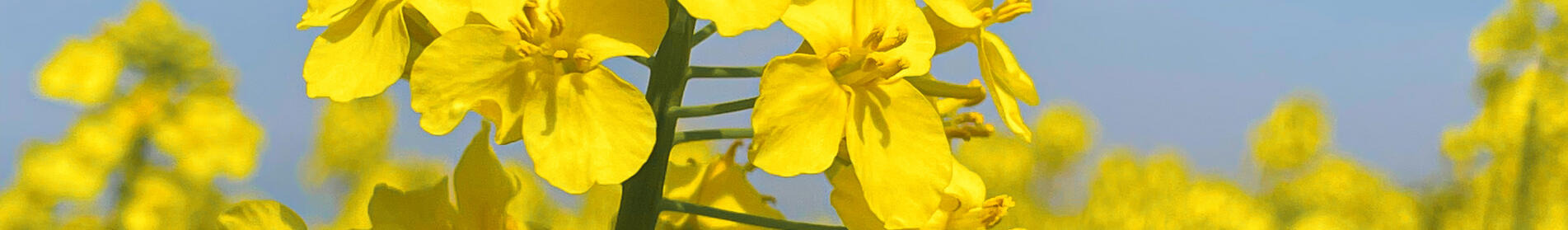 CROMAT F1 - ... NOWA ERA W WALCE Z KIŁĄ KAPUSTY