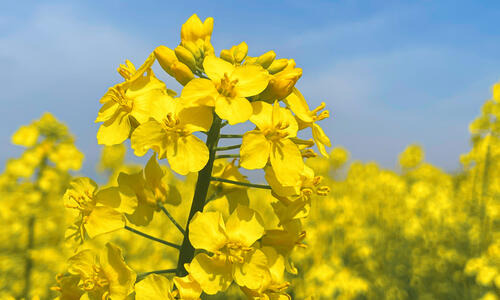 CROMAT F1 - ... NOWA ERA W WALCE Z KIŁĄ KAPUSTY