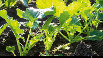 RAPOOL - odmiany do uprawy w technologi Clearfield