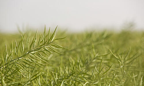 CREATE F1 - …PRZYSZŁOŚĆ W WALCE Z KIŁĄ KAPUSTY