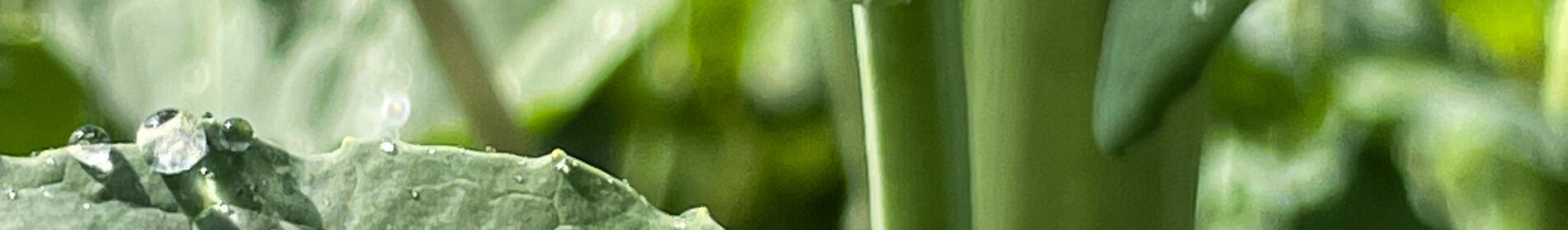 MIRACULIX CL - ...kamień milowy w segmencie clearfield