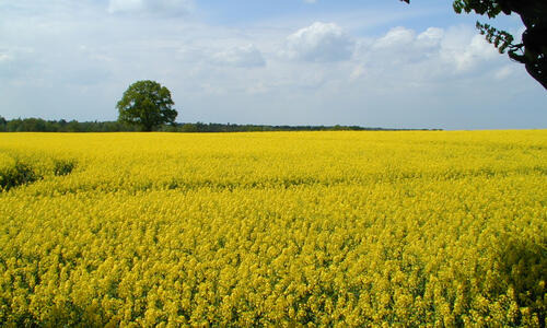 JUREK F1 - ... DOBRY WYBÓR DLA TWOJEGO GOSPODARSTWA