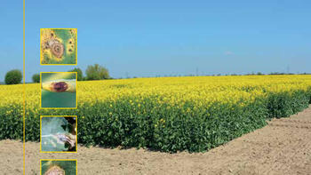 RZEPAK - choroby wywoływane przez patogeny